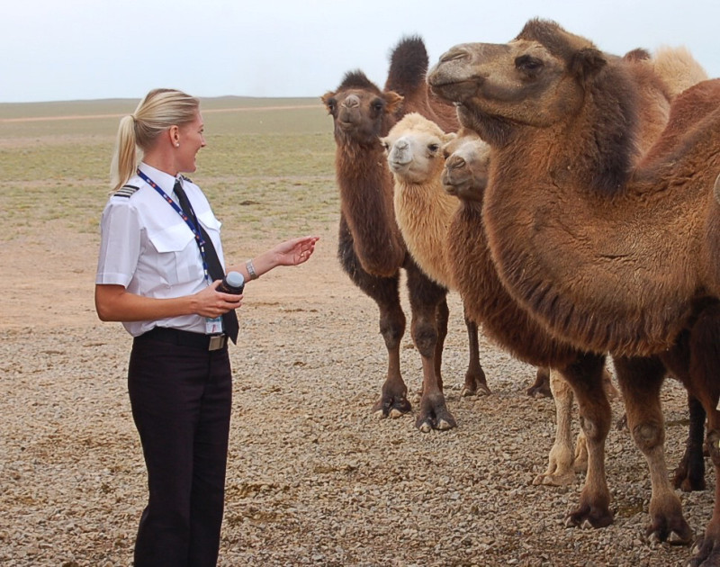 Pilot Susy feeding camels
